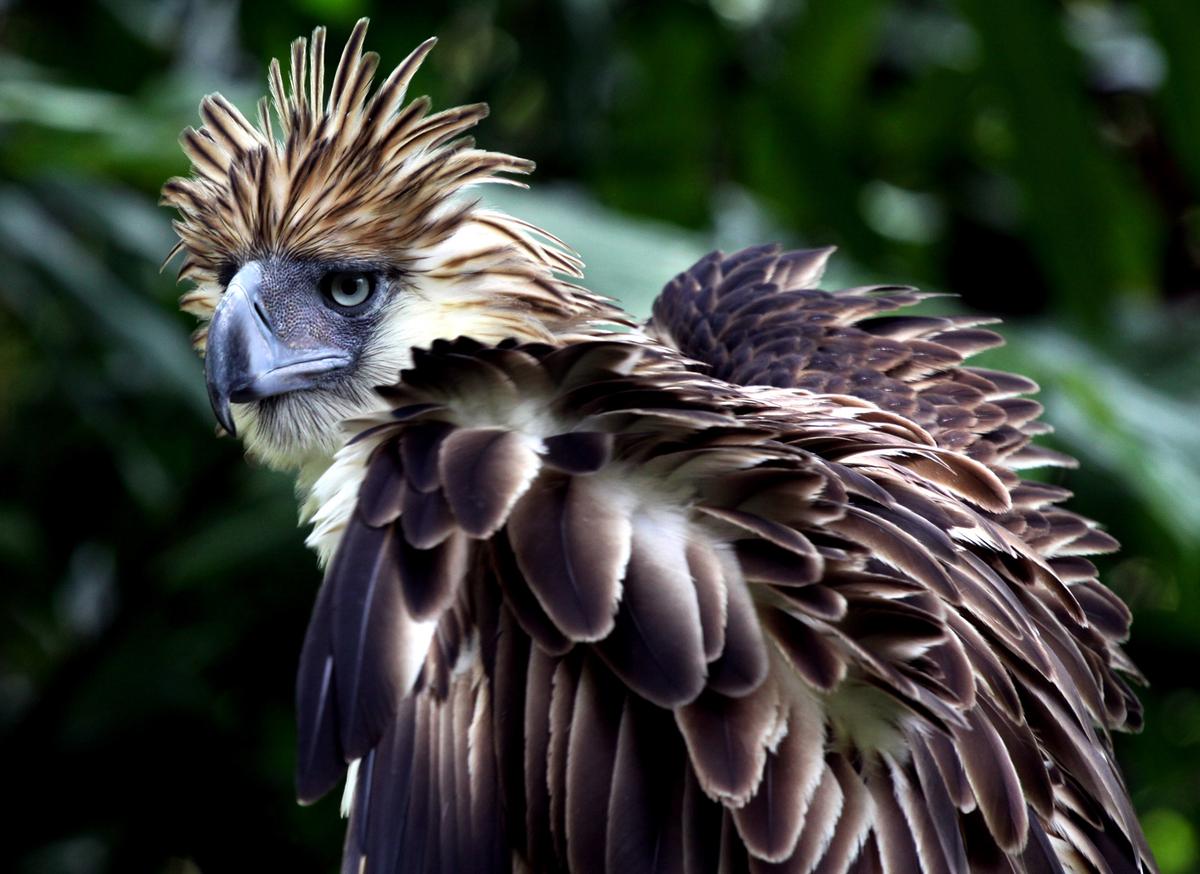 A 7-year-old Philippine Eagle named Binay displaying its feathers at the Philippine Eagle Center (PEC) on the outskirts of Davao City, in the southern island of Mindanao on April 9, 2011. (JASON GUTIERREZ/AFP via Getty Images)