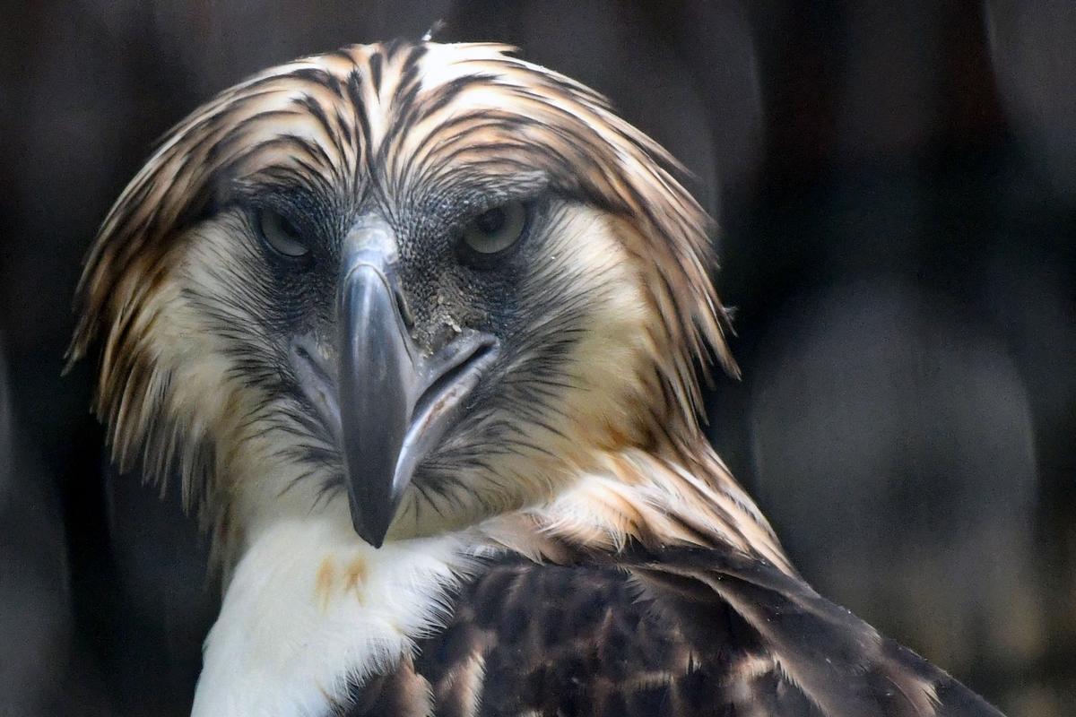 A male Philippine eagle named Geothermica in an enclosure at Jurong Bird Park in Singapore on Nov. 27, 2019. (ROSLAN RAHMAN/AFP via Getty Images)