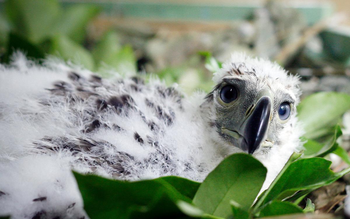 This 44-day-old Philippine eagle chick is already bigger than a rooster, weighing in at 3.55 kilograms (7.8 pounds) in this photo taken Jan. 20, 2008, in a Philippine eagle reservation in Davao City in the southern Philippines. (LUIS LIWANAG/AFP via Getty Images)