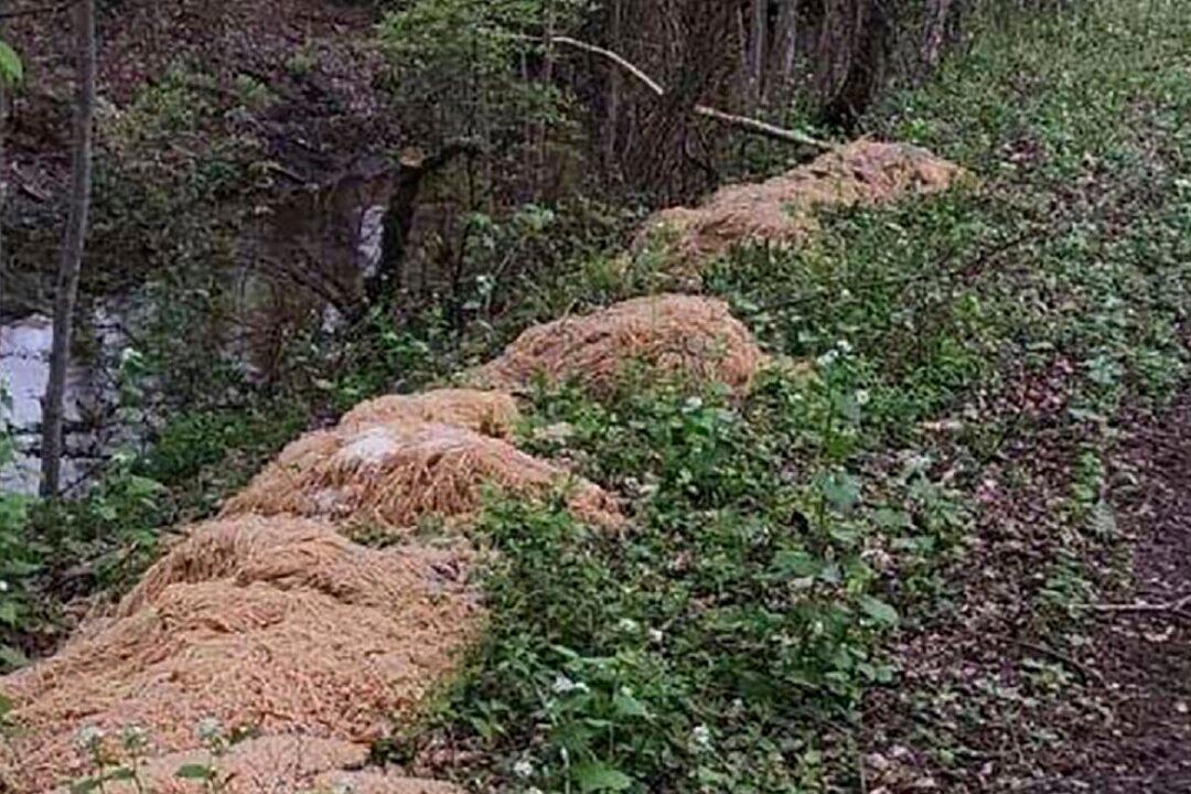 Hundreds of Pounds of Pasta Dumped Near New Jersey Stream