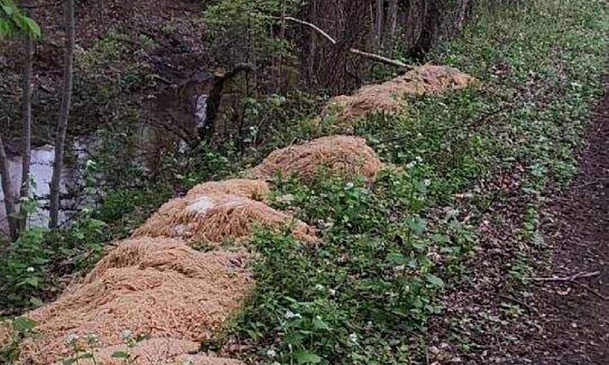 Hundreds of Pounds of Pasta Dumped Near New Jersey Stream