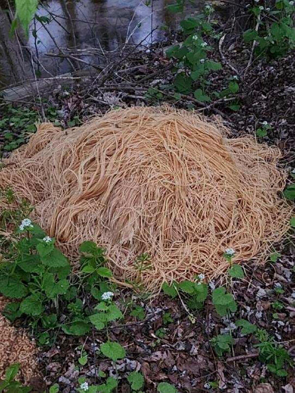 Hundreds of pounds of pasta that was dumped near a stream in Old Bridge, N.J., on April 28, 2023. (Nina Jochnowitz via AP)