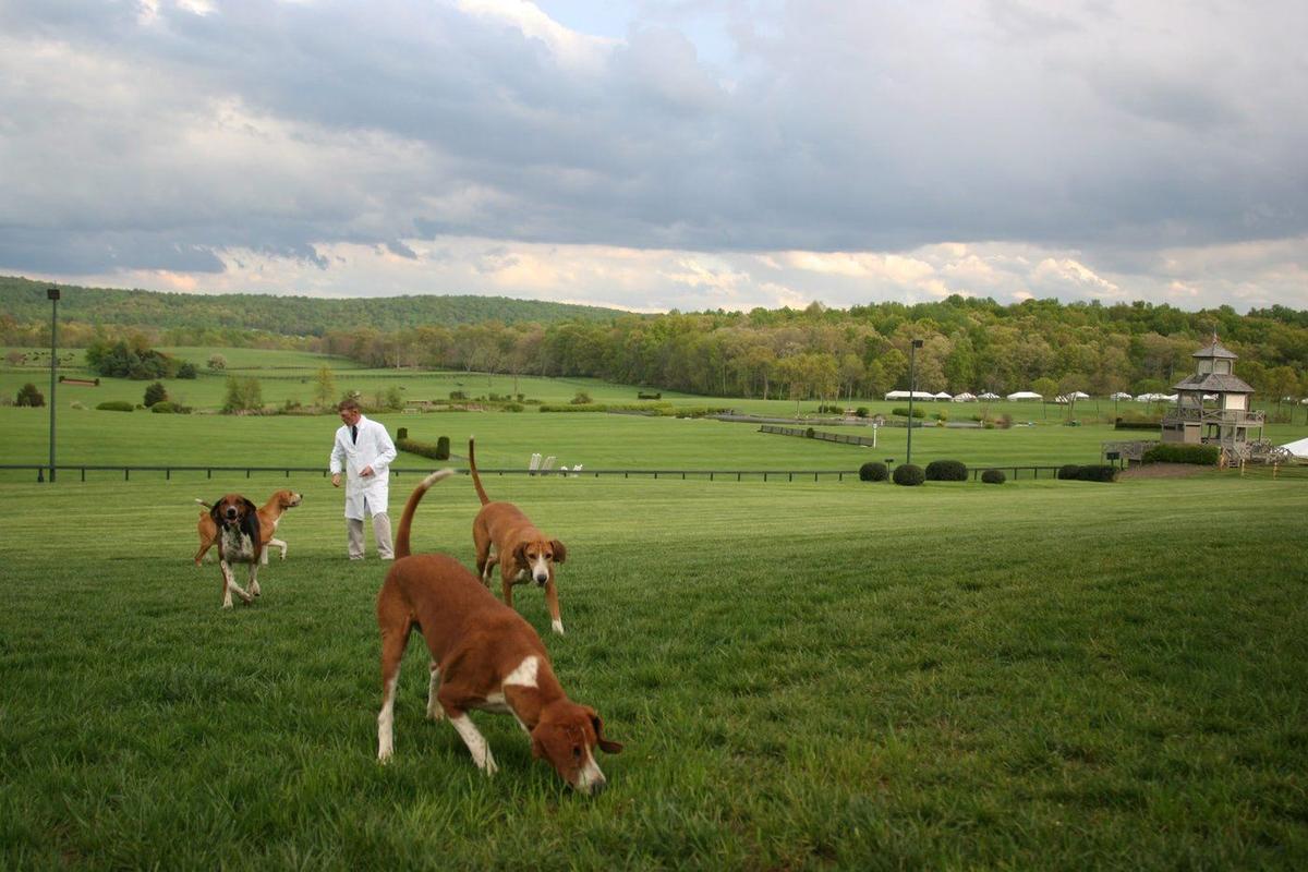 Ontario Set to Expand Areas Where Dogs Can Learn to Hunt Live Coyotes in Penned Areas