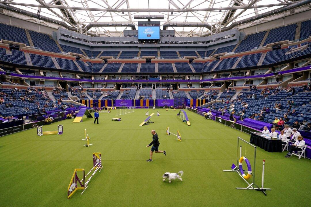 Tennis, or Terriers? US Open’s Home Hosts Famed Dog Show