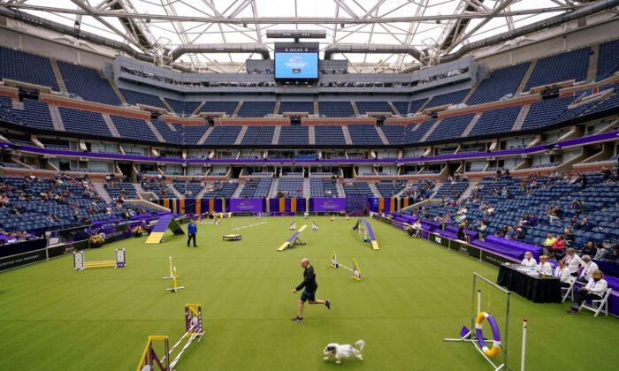 Tennis, or Terriers? US Open’s Home Hosts Famed Dog Show