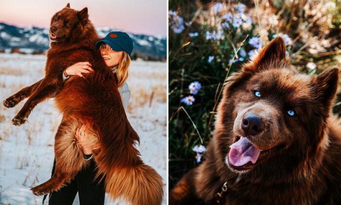 Siberian Husky as Huge as a Bear Captivates Everyone With His Piercing Blue Eyes