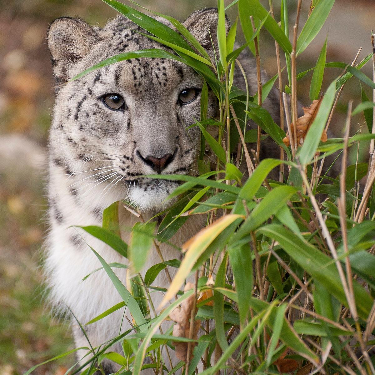 Laila, the female snow leopard in Big Cat Sanctuary (Courtesy of <a href="https://www.facebook.com/TheBigCatSanctuary">The Big Cat Sanctuary</a>)