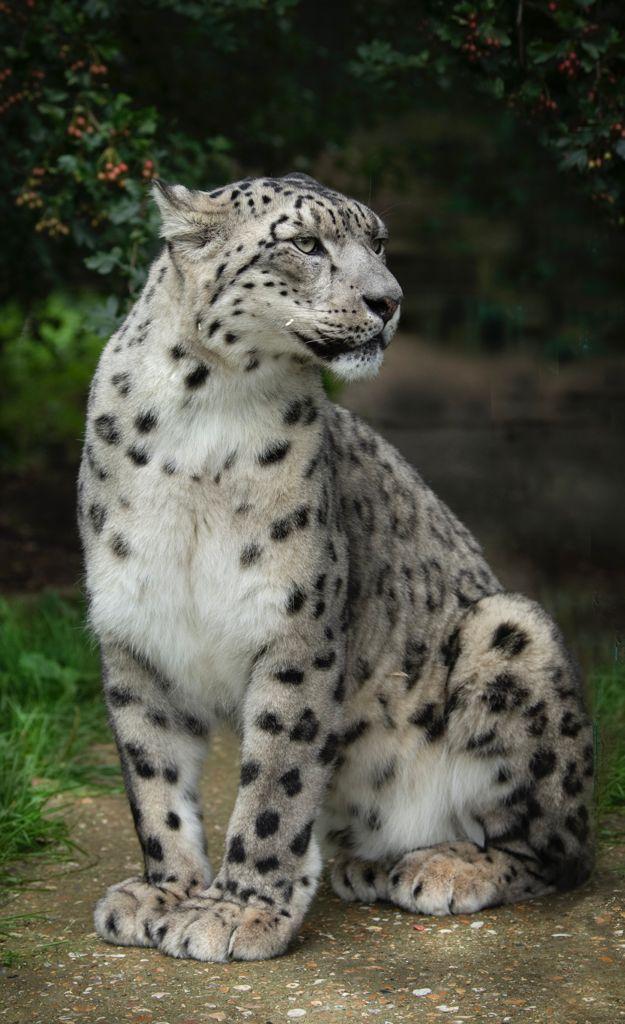 Yarko, the male snow leopard in Big Cat Sanctuary. (Courtesy of <a href="https://www.facebook.com/TheBigCatSanctuary">The Big Cat Sanctuary</a>)