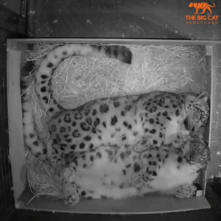 Laila and Yarko are found cuddling each other. (Courtesy of <a href="https://www.facebook.com/TheBigCatSanctuary">The Big Cat Sanctuary</a>)
