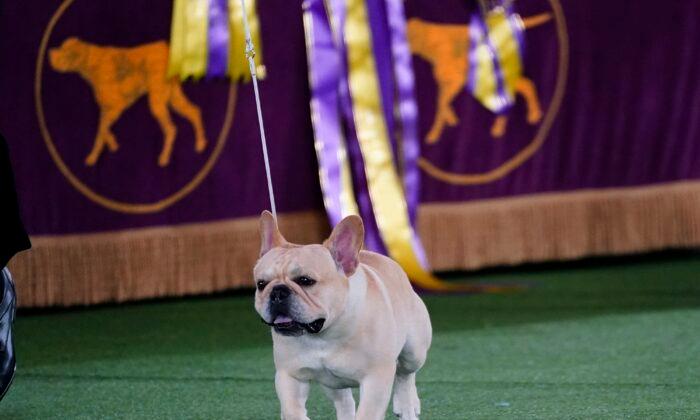 The Frenchie Becomes a Favorite—and a Dog-Show Contender