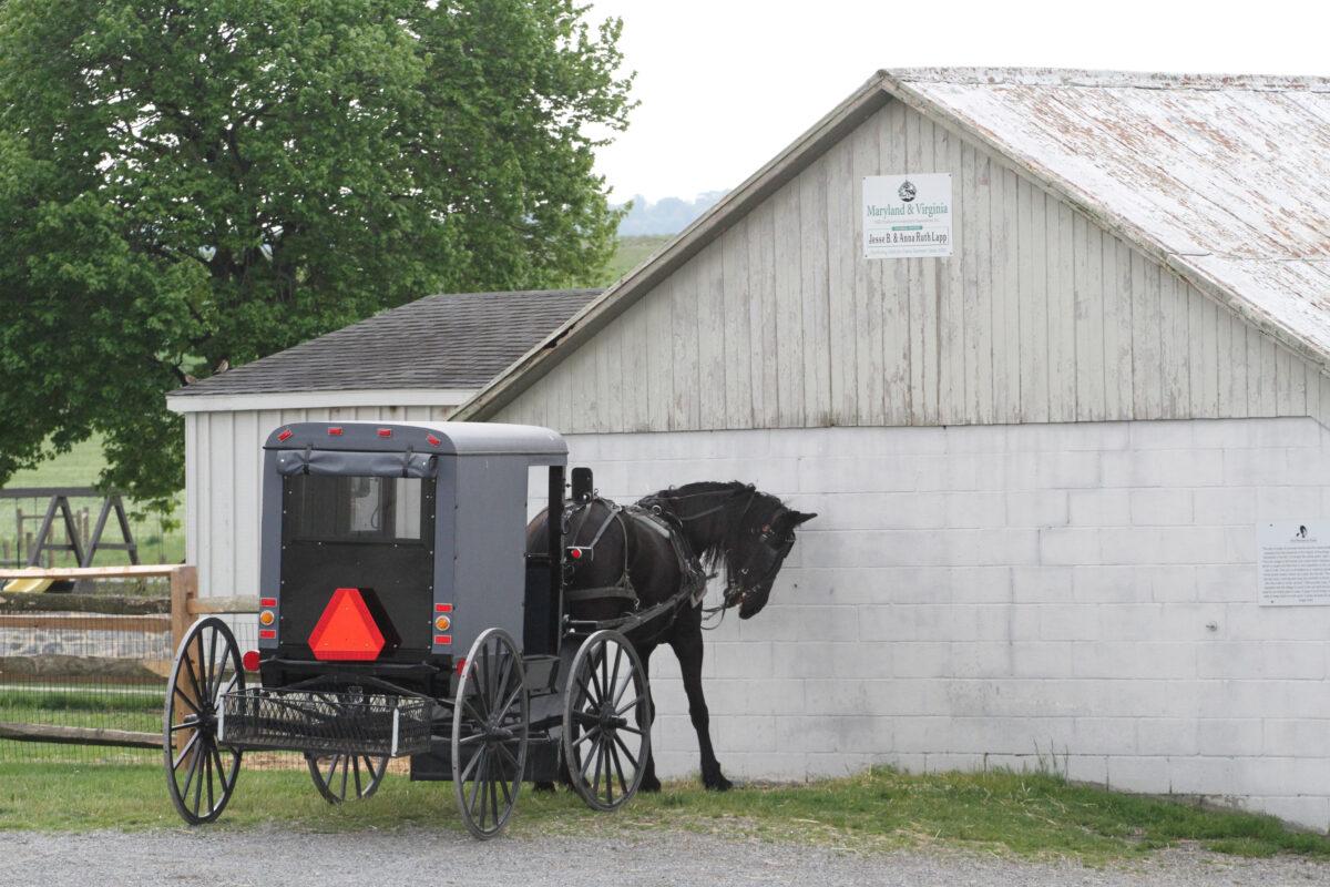 A horse and buggy on a farm in Lancaster County, Pa., on April 26, 2023. (Richard Moore/The Epoch Times)