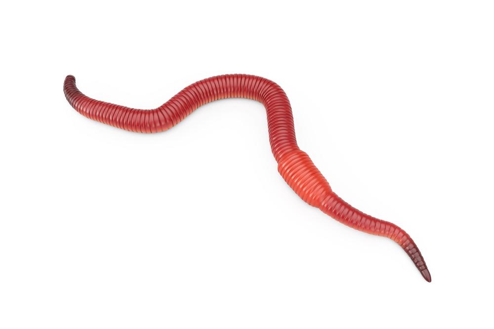 Seven types of worms are used for vermicomposting, with the most popular being the red wiggler.(doomu/Shutterstock)