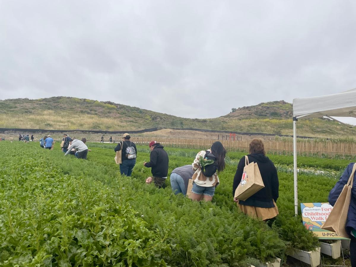 Hundreds Turn Out for Childhood Cancer Walk at Tanaka Farms in Irvine