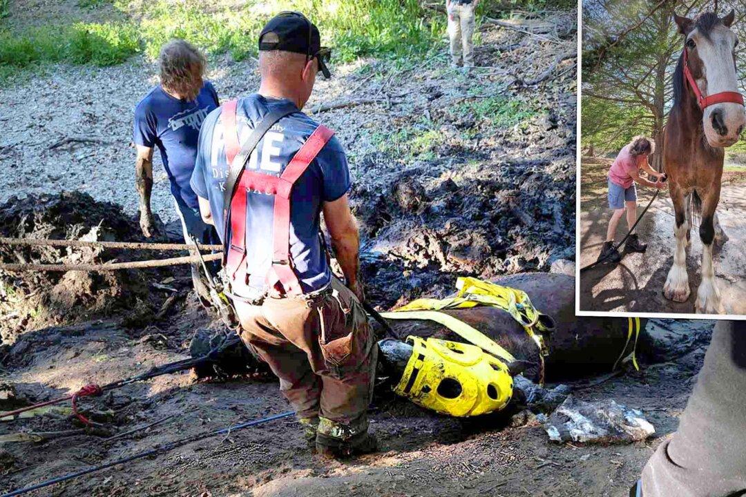 VIDEO: Clydesdale Owner Sees 2,300-Pound Draught Horse Trapped in Deep Mud—Then Help Arrives