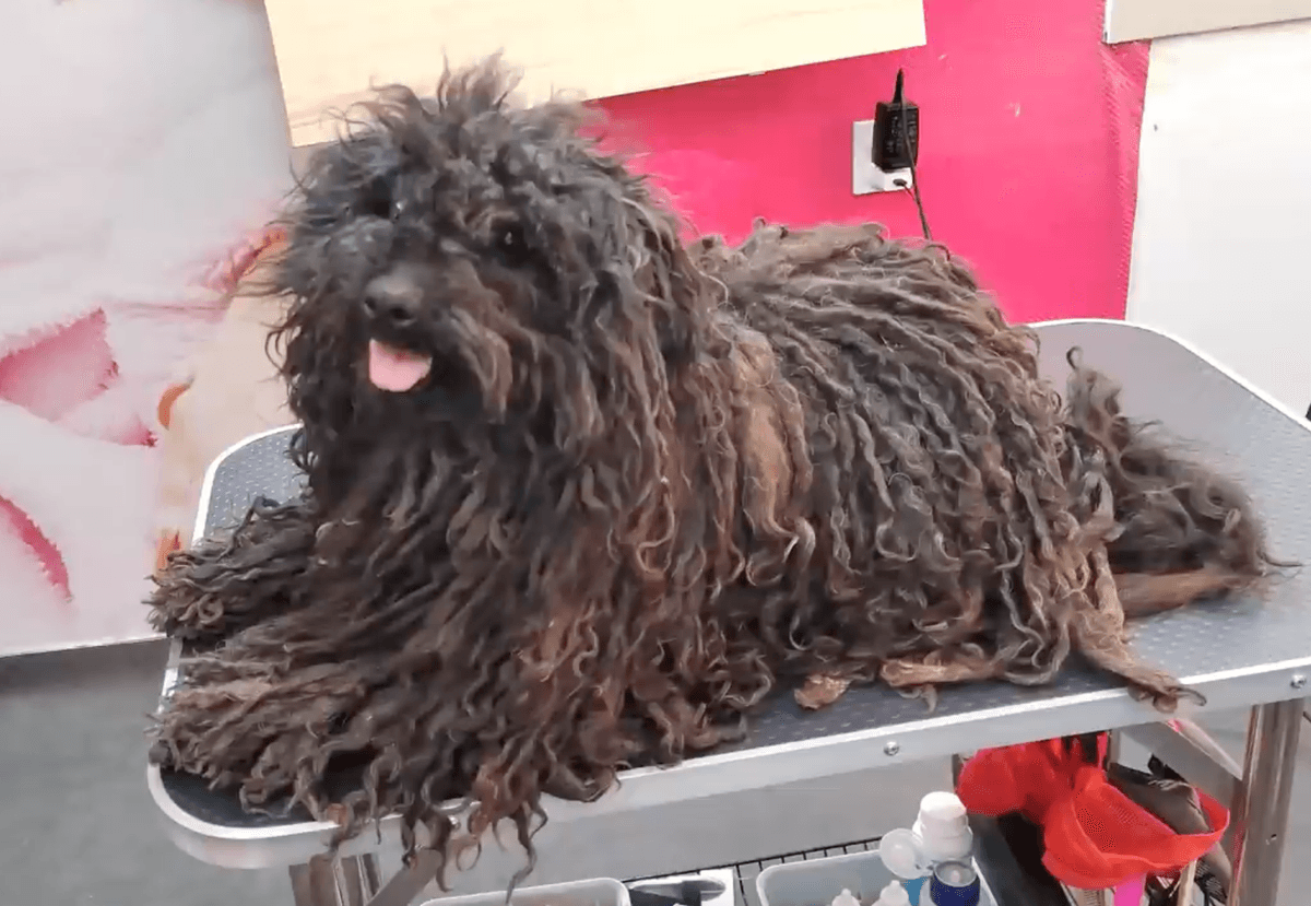 Bundaš, A 9-year-old Hungarian puli, before her first shave. (Courtesy of <a href="https://www.youtube.com/@groomingstudioleni">Grooming studio LeNi</a>)