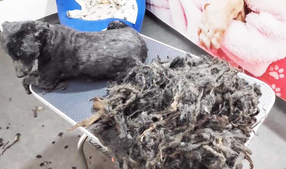 The dog undergoing her first transformation. (Courtesy of <a href="https://www.youtube.com/@groomingstudioleni">Grooming studio LeNi</a>)