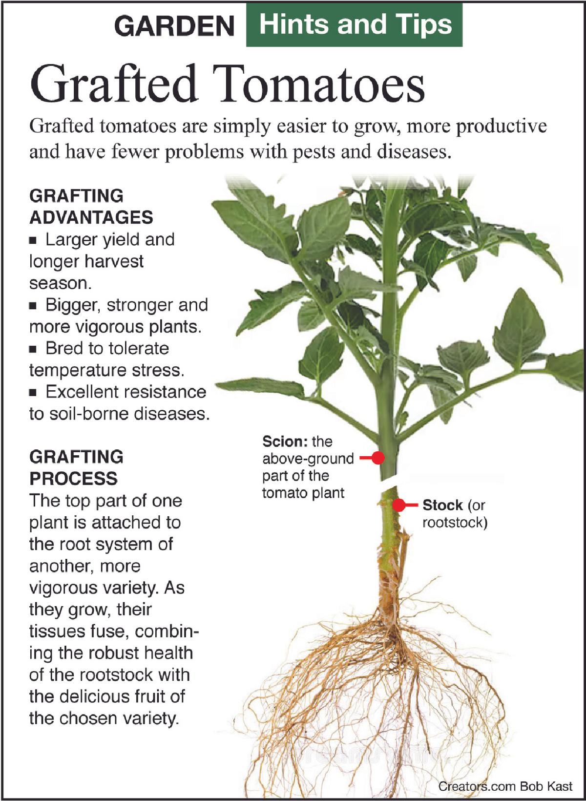 grafted tomato tip sheet