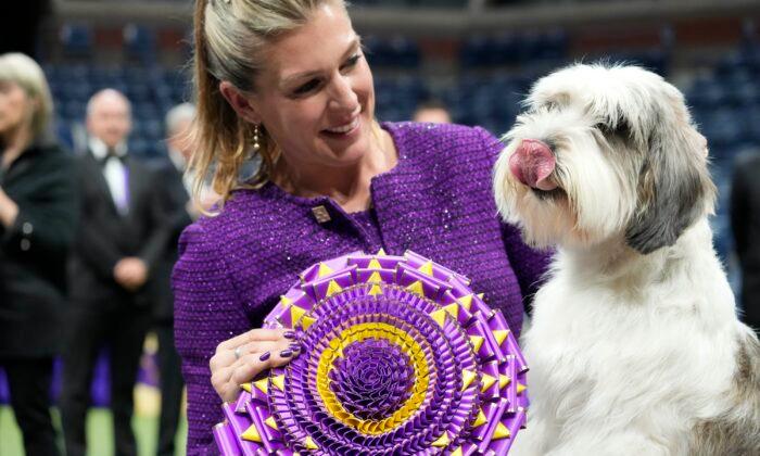 A ‘PBGV’ Wins Westminster Dog Show, a First for the Breed