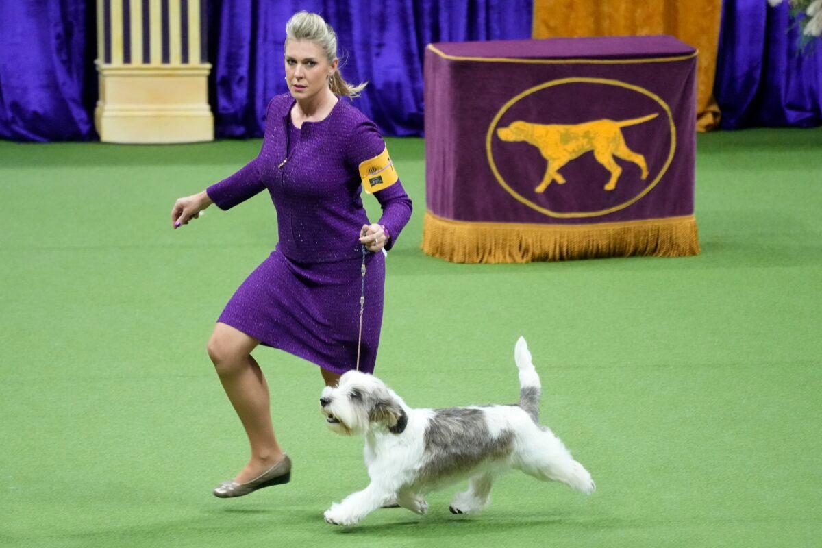 Buddy Holly, a petit basset griffon Vendéen, competes in the hound group during the 147th Westminster Kennel Club Dog show at the USTA Billie Jean King National Tennis Center in New York on May 8, 2023. (Mary Altaffer/AP Photo)