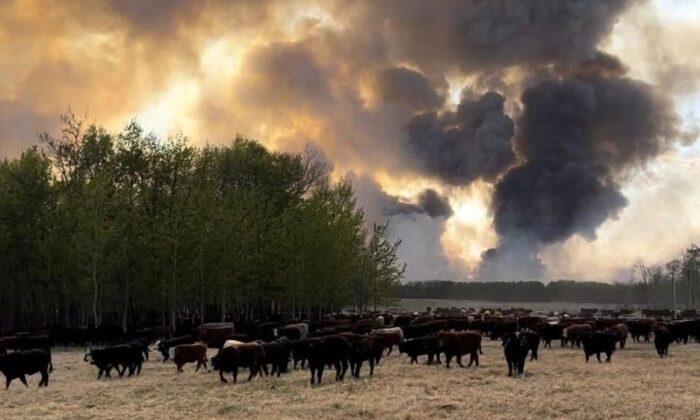 Farmers Work Together to Save Ranches From Raging Alberta Wildfires