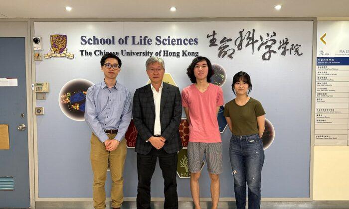 CUHK Unveils How H. pylori, Culprit of Peptic Ulcers, Keeps Alive to Help Develop New Drugs