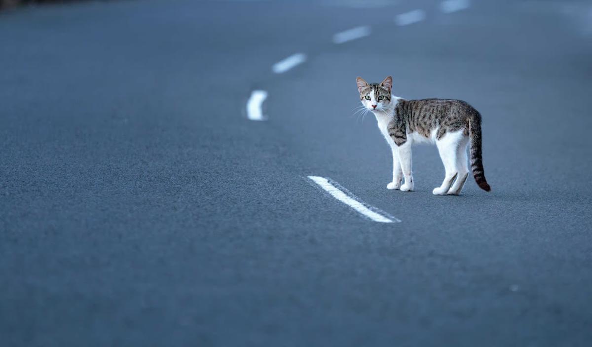 The Trouble With the Center