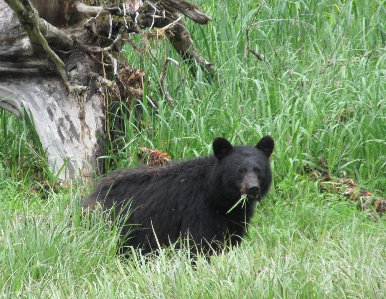 Black-bear-munching-on-grass-near-Salt-Chuck. (Andy Yemma)
