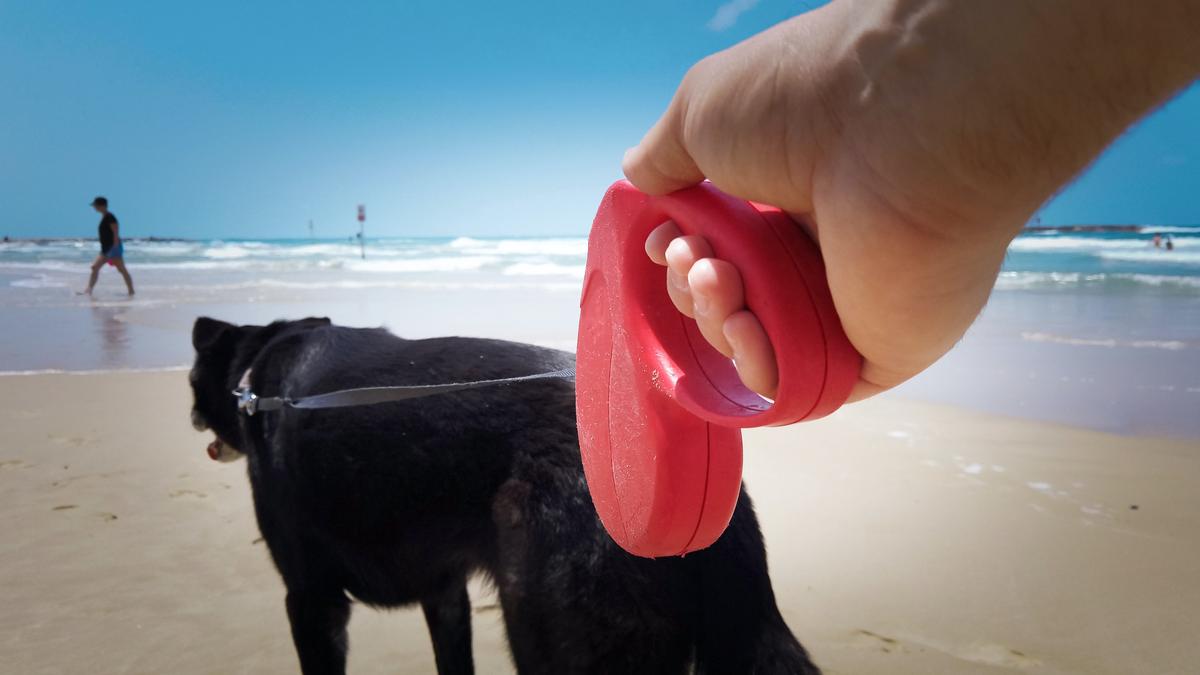 Retractable Leashes Risky for Dogs and People