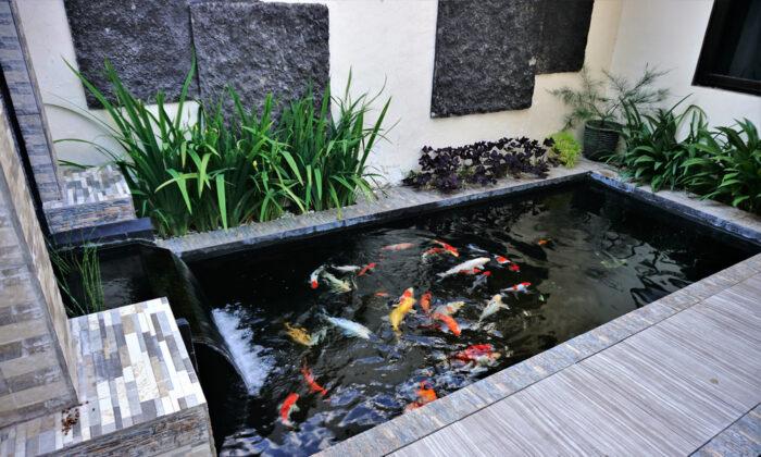 A koi pond with a waterfall feature can transform a dull backyard into a tranquil, relaxing refuge. (Shutterstock)