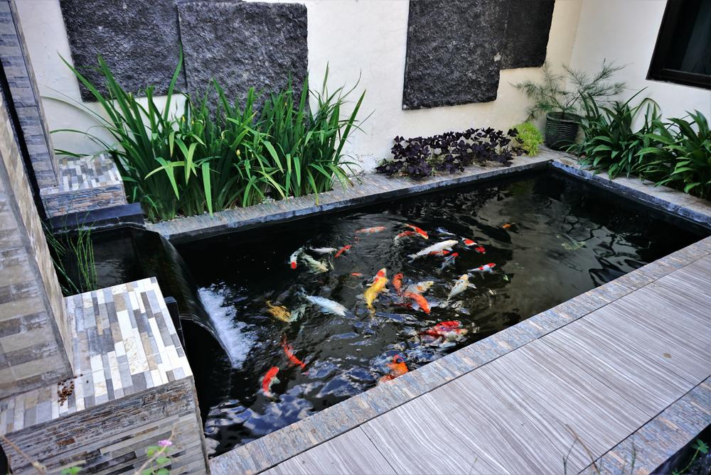 A koi pond with a waterfall feature can transform a boring backyard into a tranquil, relaxing refuge. (ANI ROFIQAH/Shutterstock)