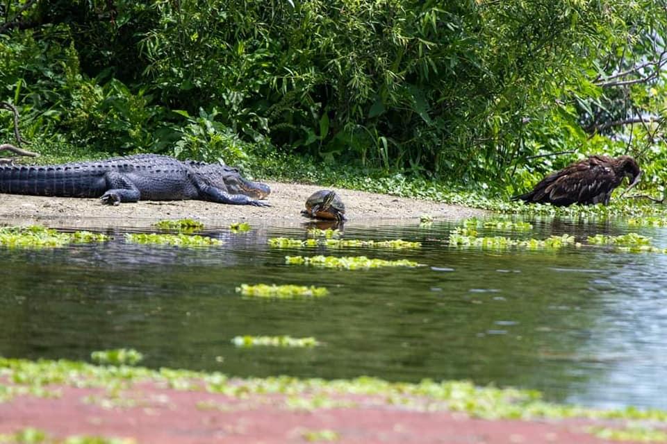 An alligator, turtle, and eagle. (Courtesy of <a href="https://www.facebook.com/chris.holwell">Chris Holwell</a>)