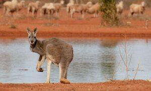 Firearm claims after nearly 100 kangaroos were shot, aggravated abuse