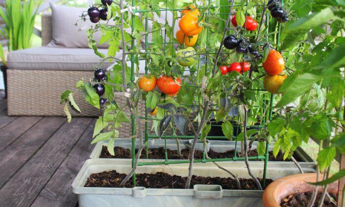 Starting Your Own Garden–However Big or Small