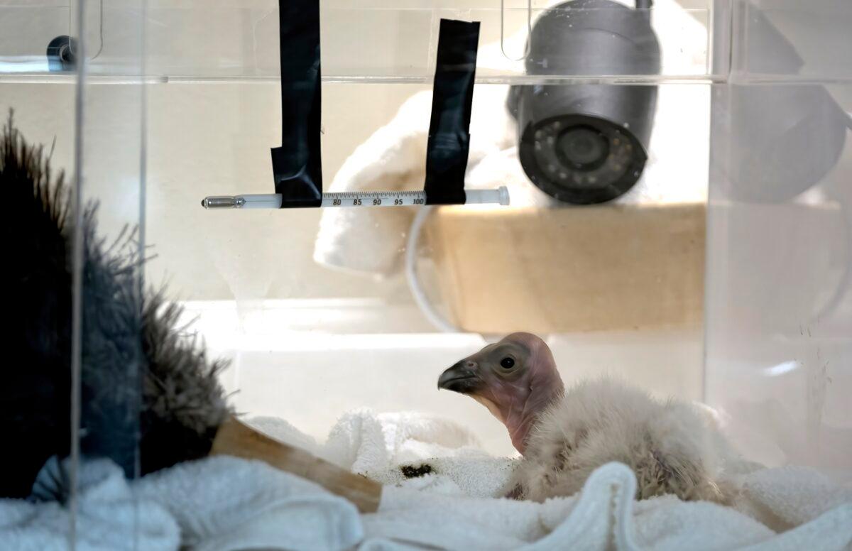 Condor chick LA1123 waits for its feeding in a temperature controlled enclosure at the Los Angeles Zoo on May 2, 2023. (Richard Vogel/AP Photo)