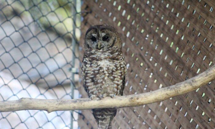Two Northern Spotted Owls Found Dead in BC Forest, in Blow to Release Program