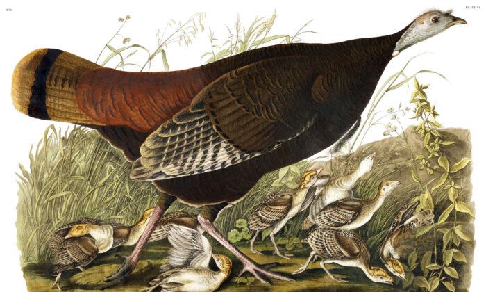 Lost in Excess: Mark Twain's Short Story, ‘Hunting the Deceitful Turkey’
