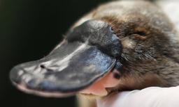 Platypus Return to Sydney National Park After 50 Years