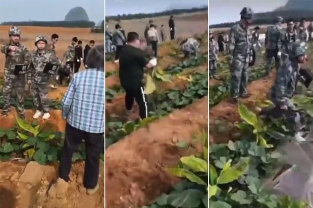 Stills from video footage posted to Chinese social media in spring 2023 show camouflaged “nongguan” personnel speaking with rural residents before digging up their produce and tobacco crops. (Radio Free Asia)