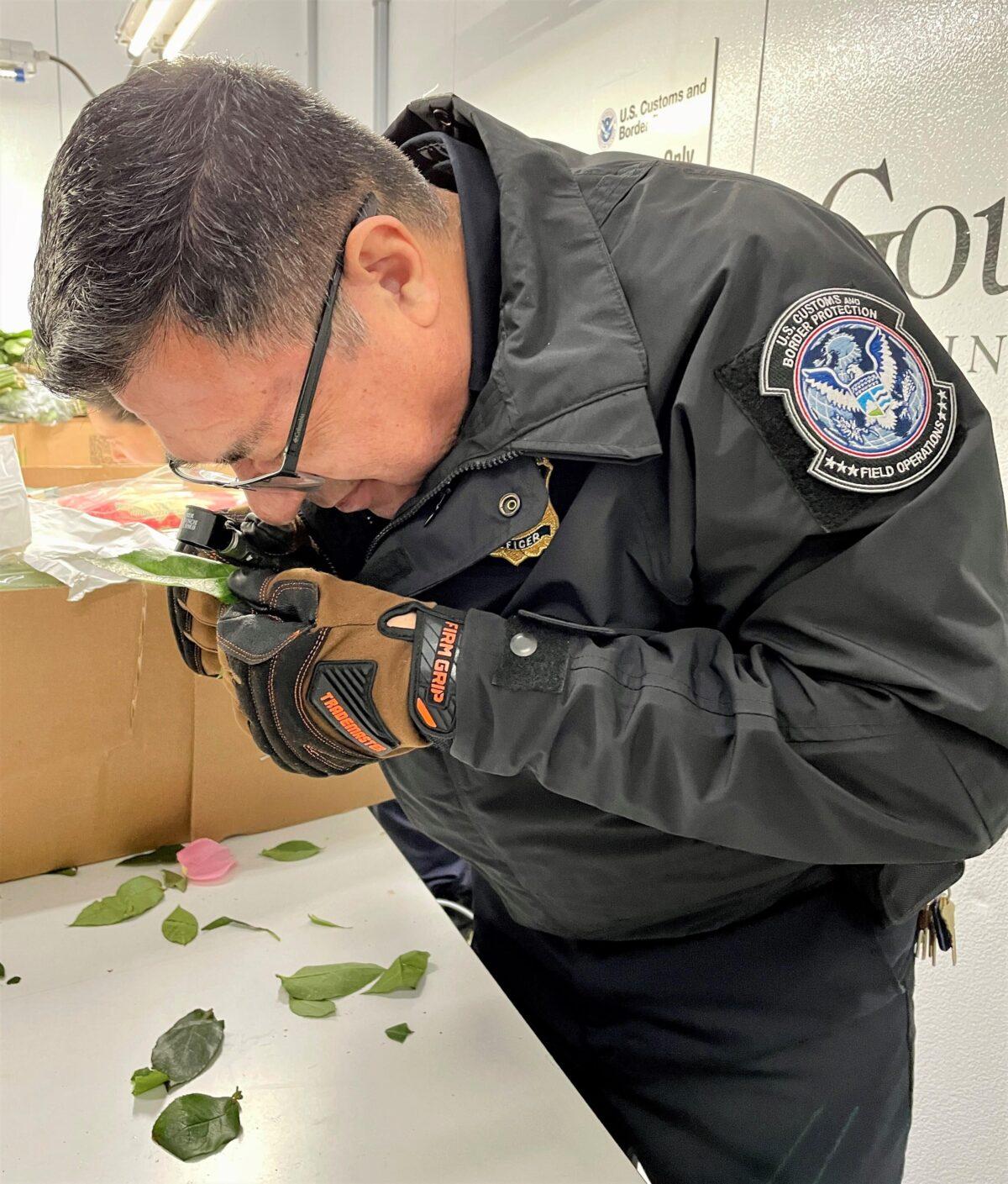 A U. S. Customs and Border Protection agriculture specialist at Los Angeles International Airport inspects imported Mother’s Day cut flowers. (Courtesy of U. S. Customs and Border Protection)