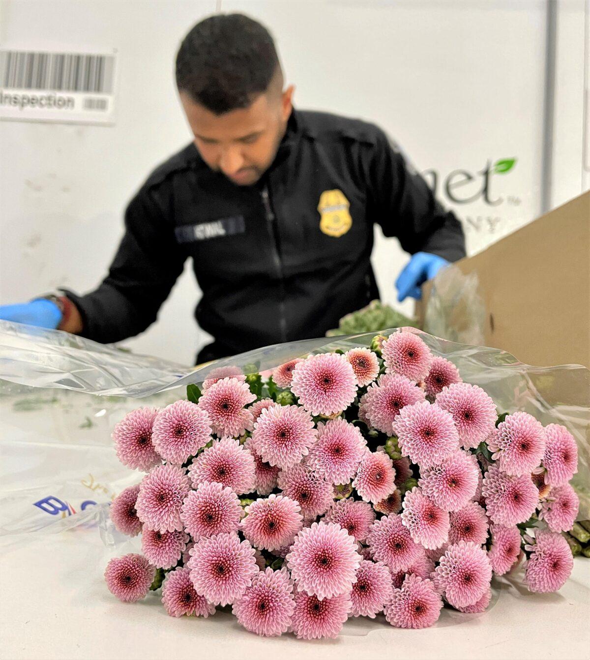 A U. S. Customs and Border Protection agriculture specialist at Los Angeles International Airport inspects a dianthus bouquet arriving from Ecuador. (Courtesy of U. S. Customs and Border Protection)