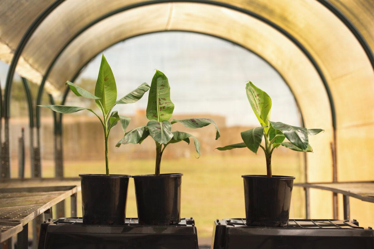 From left to right: A wild banana plant, a Cavendish banana plant, and a QCAV-4 banana plant. QUT is trialling QCAV-4 banana plants in the fields of the Northern Territory. (Anthony Weate)