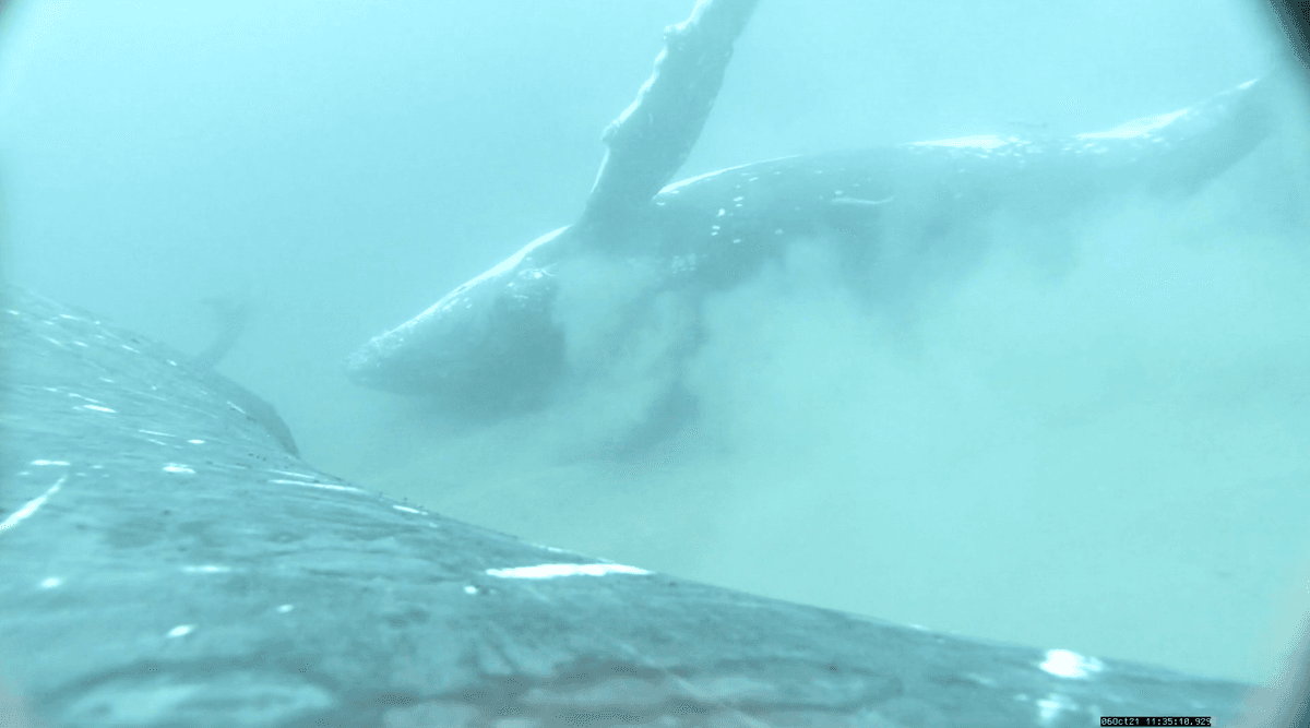 Humpback whales "rolling" on the ocean floor of Queensland’s Gold Coast Bay, Australia. (Courtesy of Griffith University marine researcher Dr Olaf Meynecke)