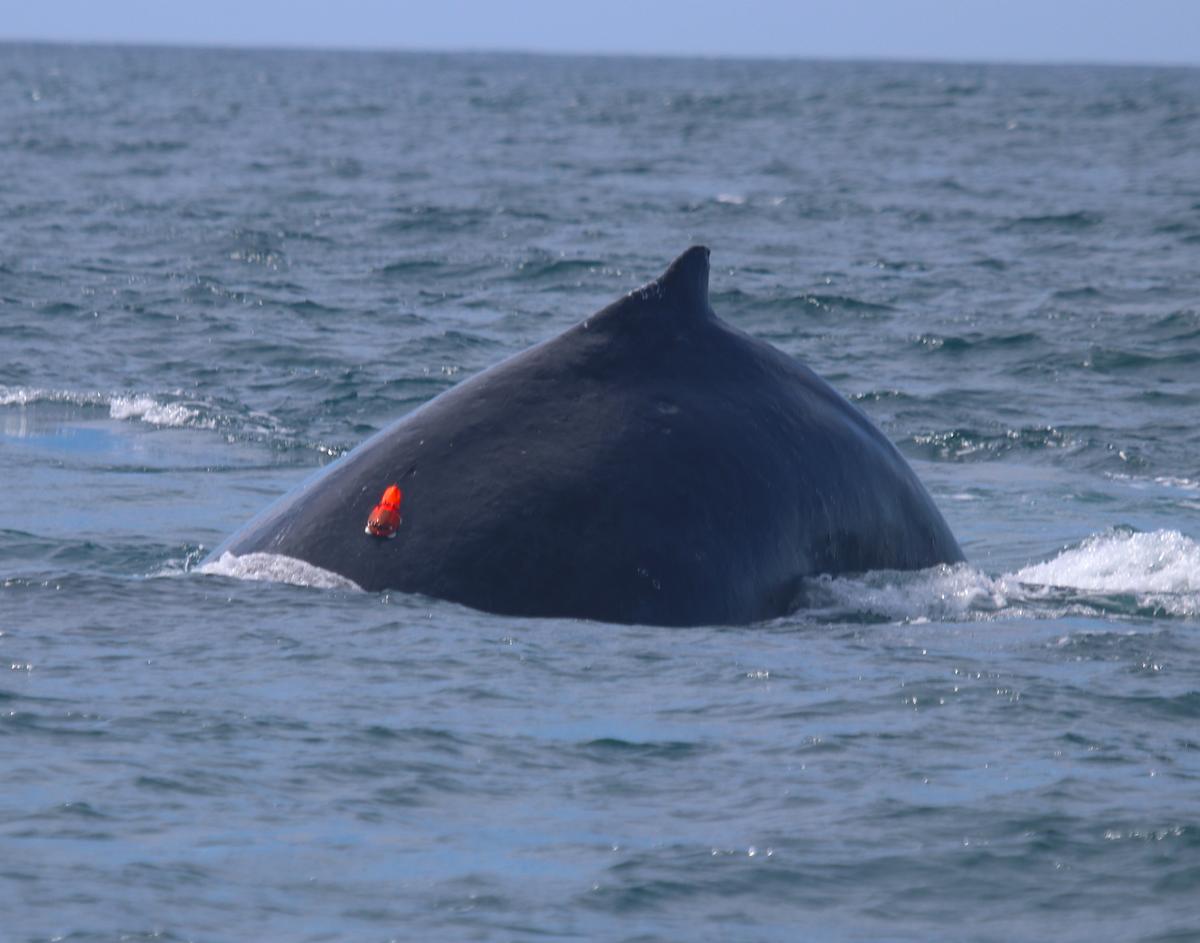 A humpback whale with a suction cup CATS tag off the coast of Queensland’s Gold Coast Bay, Australia. (Courtesy of Griffith University marine researcher Dr Olaf Meynecke)