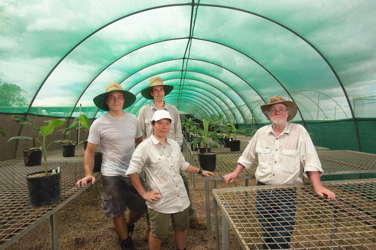 Queensland University of Technology's Jean-Paul Yves, Anthony James, Maiko Kato, and prof. James Dale, the team trialling disease-resistant Cavendish bananas with young banana plants in a facility in the Northern Territory. (Queensland University of Technology)