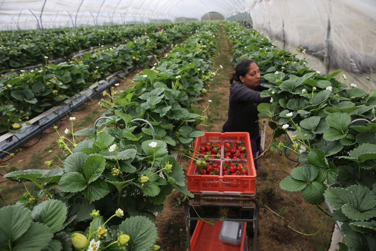 Keep Seasonal Worker Visas and Make Process More Flexible: Migration Advisory Committee
