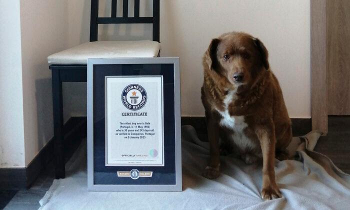 Guinness World Records Annuls ‘Oldest Dog Ever’ Title for a Dead Portuguese Canine After an Inquiry
