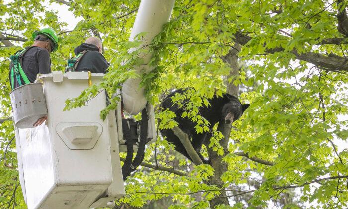 Bear in a Tree Holds Michigan City in Suspense for Hours on Mother’s Day