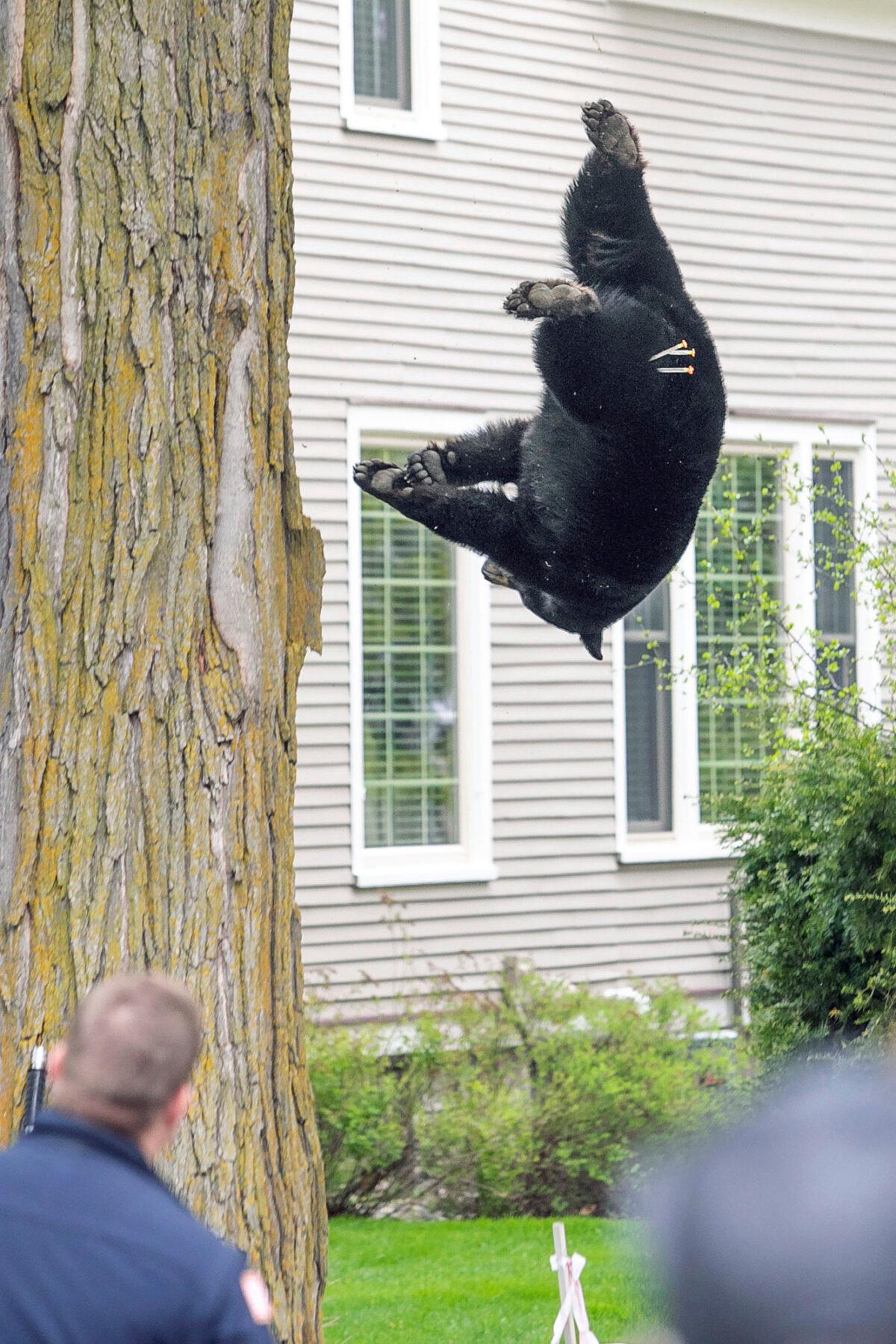 A tranquilized black bear falls from a tree outside of a home in Traverse City, Mich., on May 14, 2023. (Jan-Michael Stump/Traverse City Record-Eagle via AP)