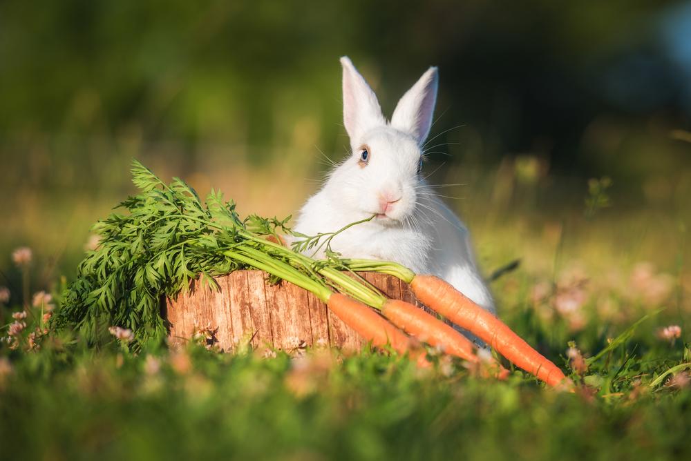 New plants are the tastiest and most vulnerable, and may attract wildlife if not protected.(Rita_Kochmarjova/Shutterstock)