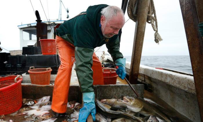 Regulators Cut Haddock Fishing Quotas by Over 80 Percent in New England